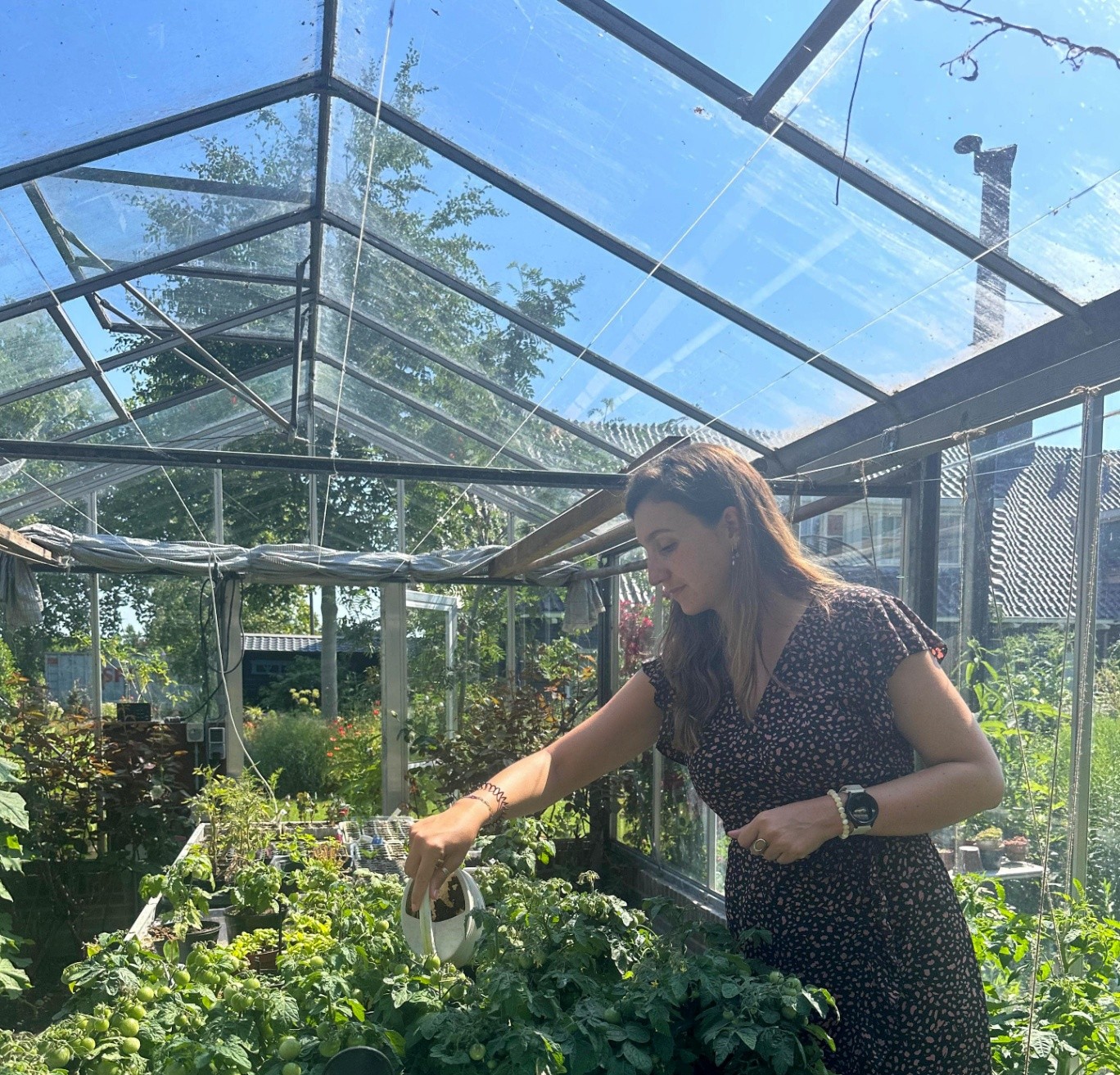 Leonie geeft water aan tomatenplanten in de kas